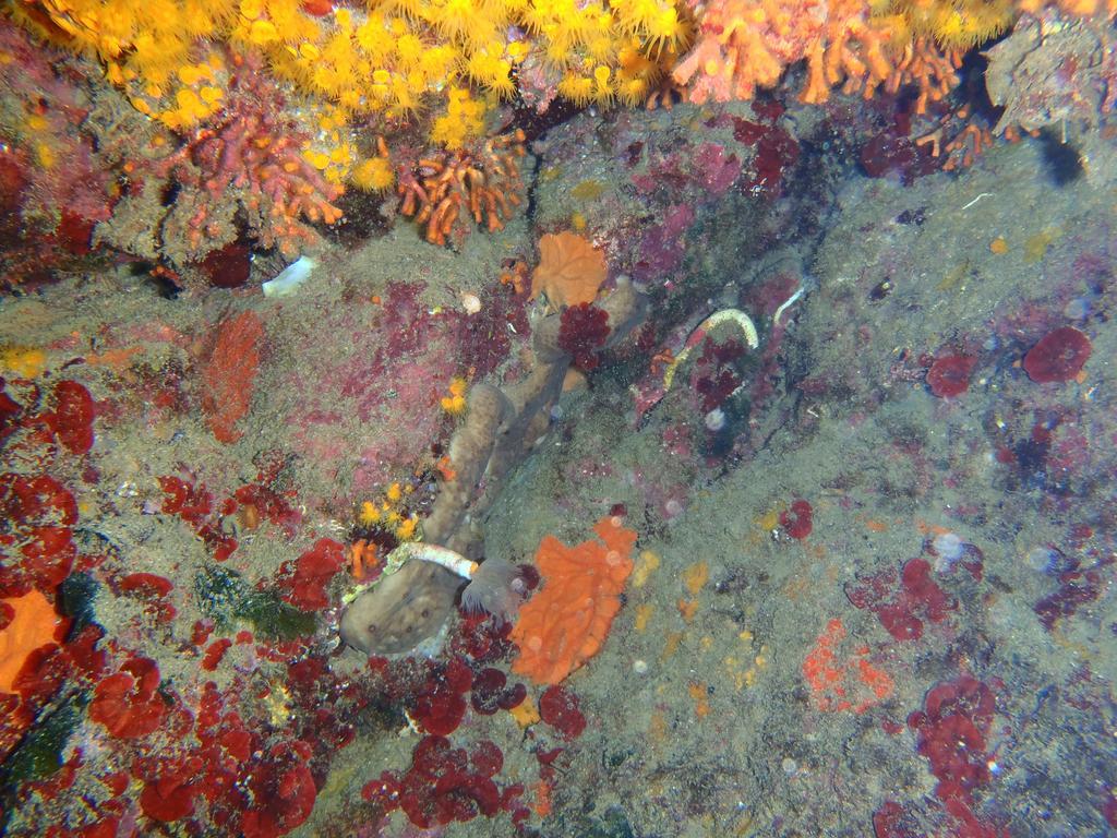 Le Casette Sul Mare Capo Vaticano Luaran gambar