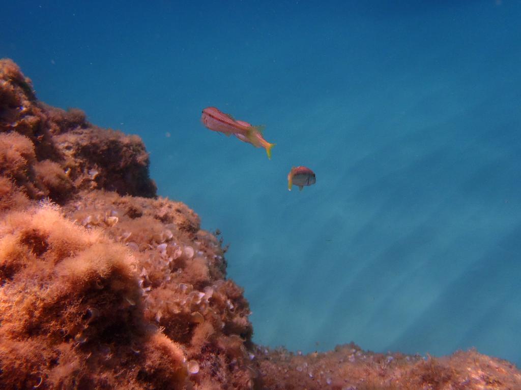 Le Casette Sul Mare Capo Vaticano Luaran gambar